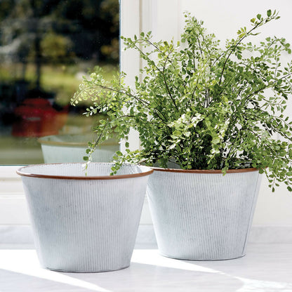 Maiden Hair Drop-in Plant