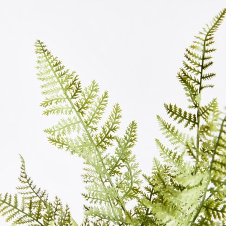 Fern Bush Stem