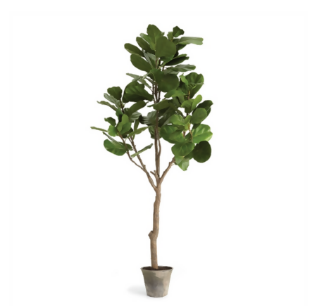 Fiddle Fig Tree