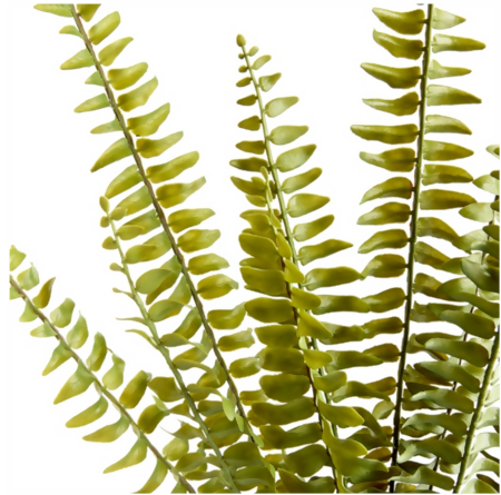Boston Fern Stems