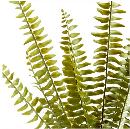 Boston Fern Stems