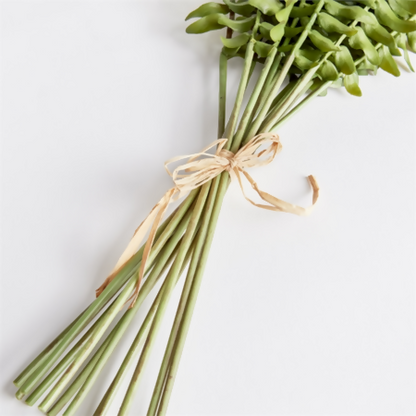 Boston Fern Stems