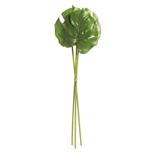 Monstera Leaf Stems