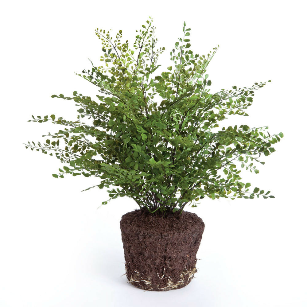 Maiden Hair Drop-in Plant